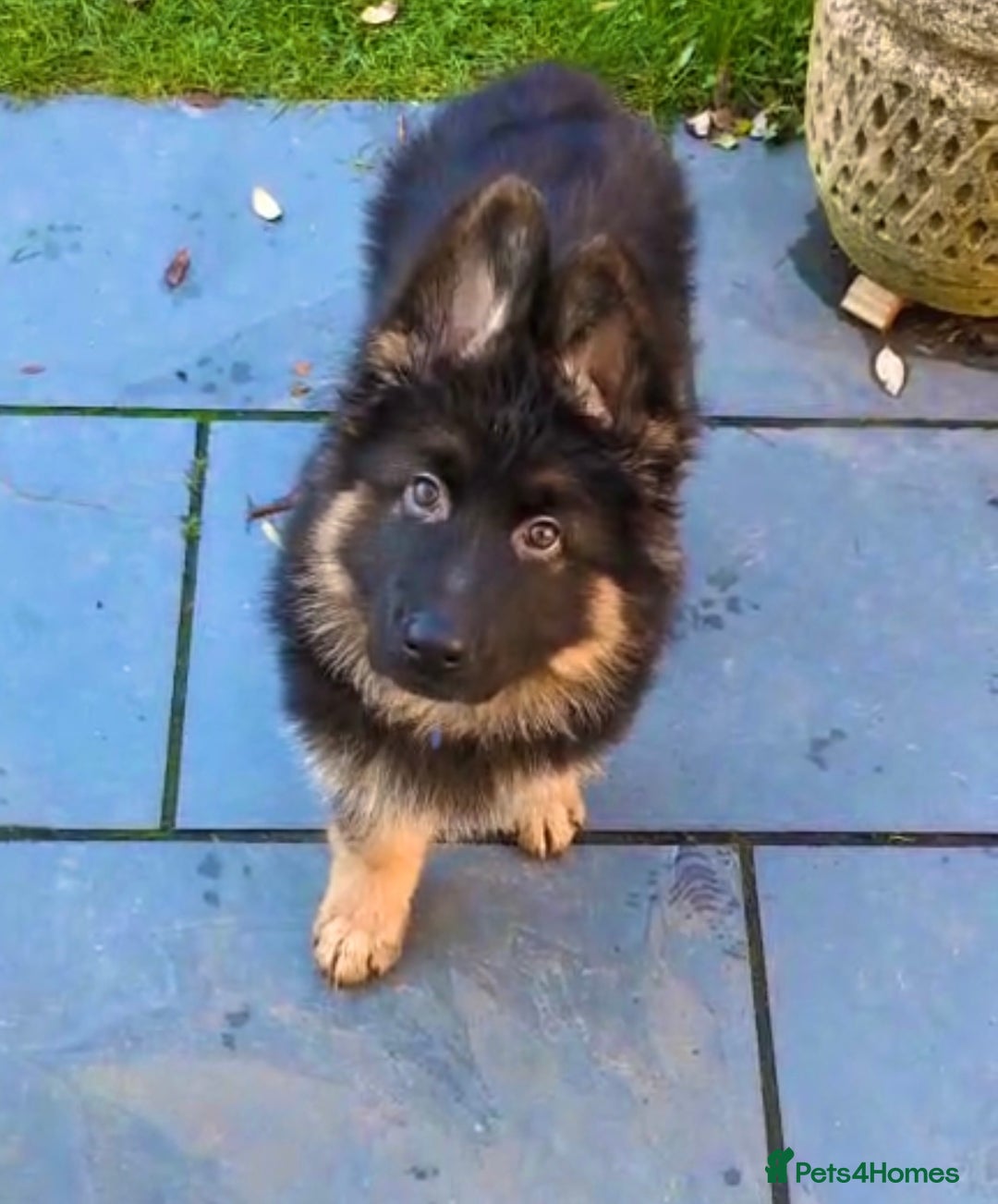 German Shepherd dogs for sale: BIG BONDED, LONG HAIRED GSD PUPPYS  - Advert 31