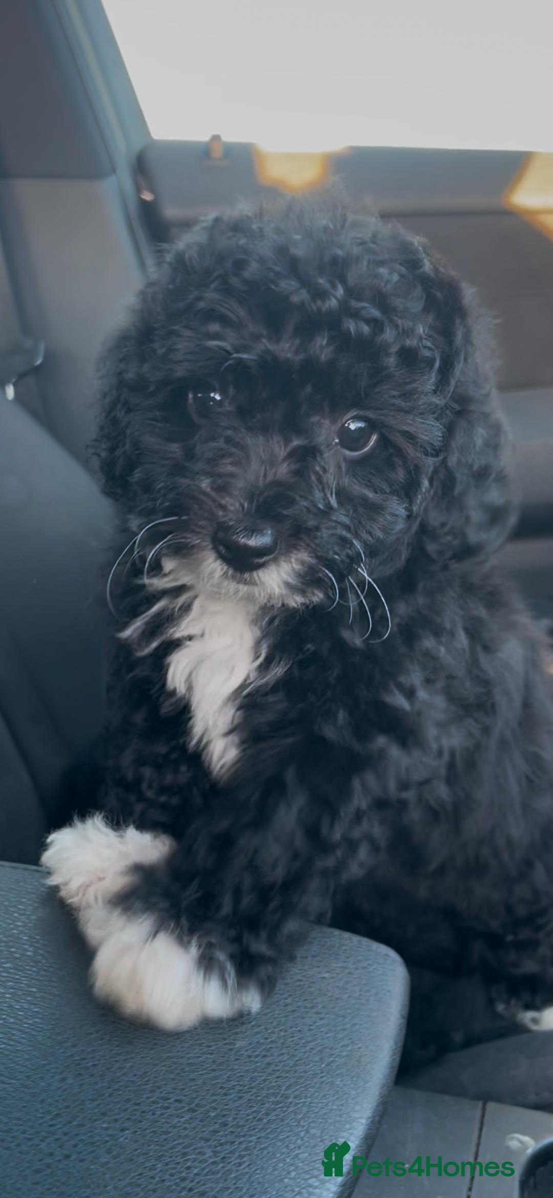 Jackapoo dogs for sale: Jackapoo  - Image 14