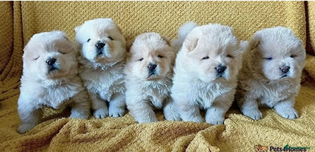 Chow Chow dogs for stud: Top Rainbow producer champion choc&blue carrier  in Cheltenham - Advert 17