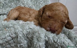 Cockapoo dogs for sale: Gorgous Cockerpoo Puppies - Image 10