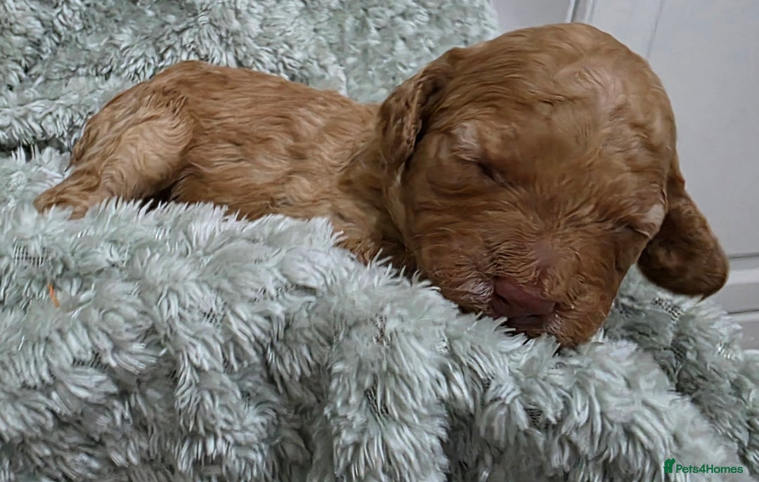 Cockapoo dogs for sale: Gorgous Cockerpoo Puppies - Image 10