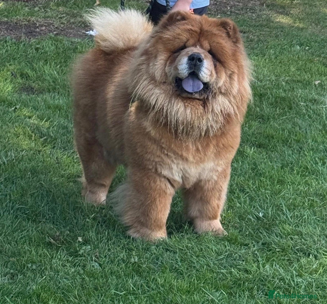 Chow Chow dogs Chow chow now reduced £400 each  - Advert 1
