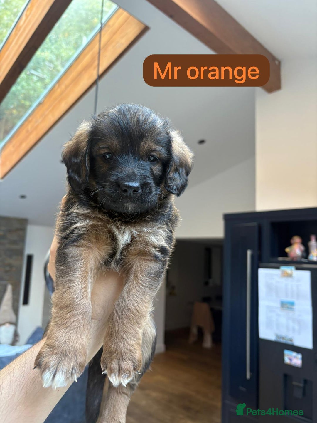 Saint Bernard dogs for sale: Outstanding Mini Saint Bernadoodle Puppies - Image 23