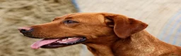 Labrador Retriever dogs for sale: BEAUTIFUL KC TRUE FOX RED LABRADOR PUPS  - Advert 3