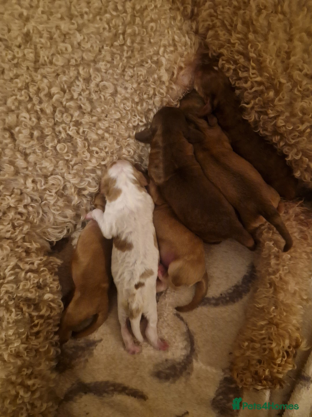 Cockapoo dogs for sale: Cockerpoo puppies F1 stunning colours - Image 2