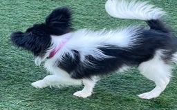 Papillon dogs for sale: Big and Beautiful  - Image 5