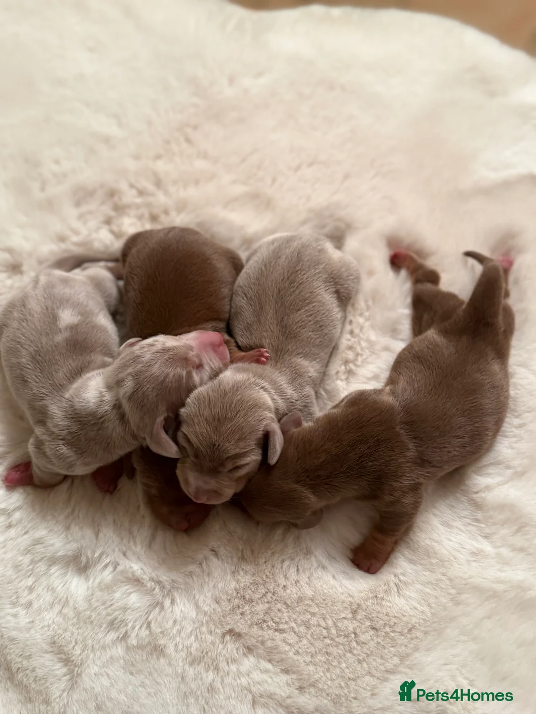 Miniature Dachshund dogs for sale: BEAUTIFUL KENNEL CLUB REG MINIATURE DACSHOUND PUPS - Advert 3