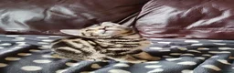 Mixed Breed cats for sale: Main Coon mixed breed  - Advert 5