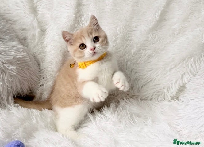 British Shorthair cats ⭐️ BRITISH CREAM SHORTHAIR KITTENS 4 available ⭐️ - Advert 18