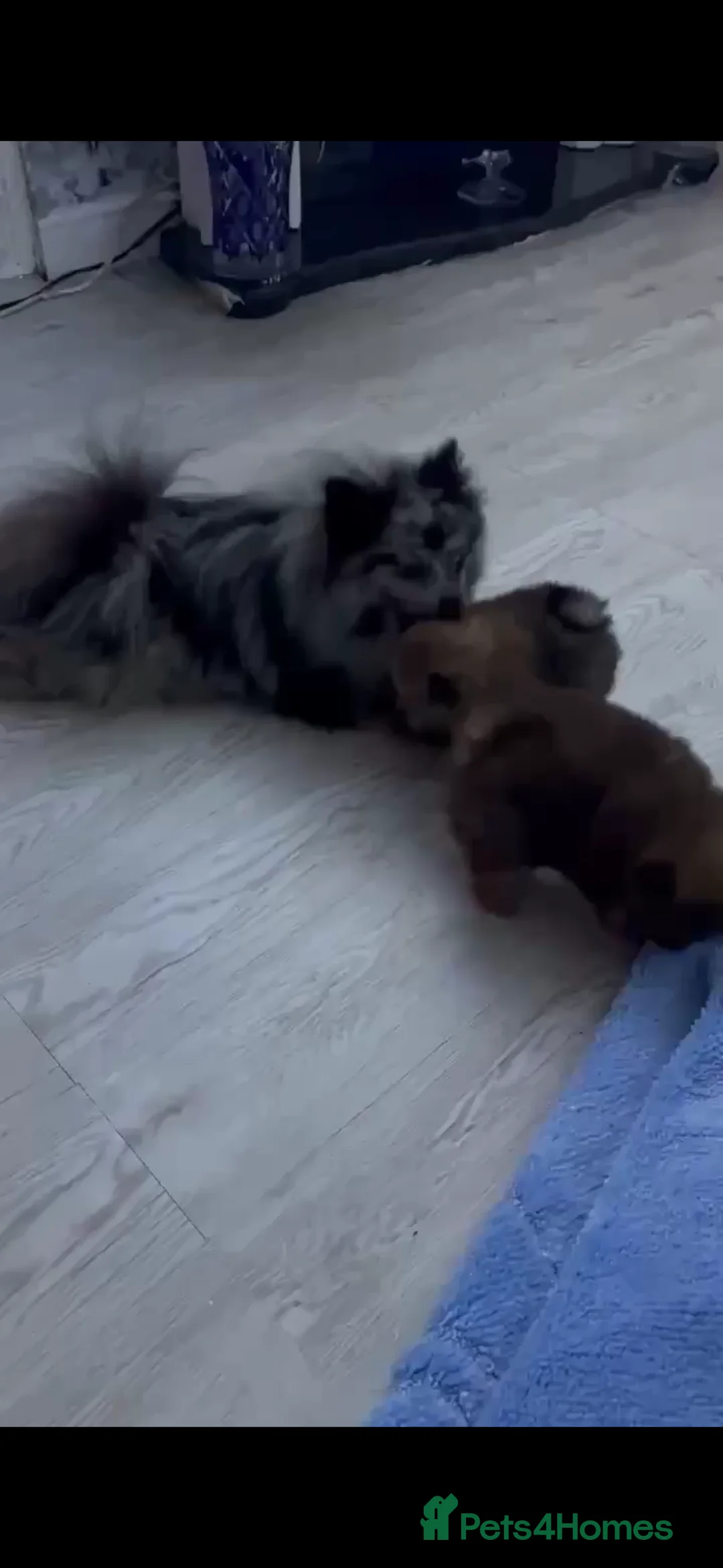 Pomeranian dogs for sale: Outstanding Pomeranian boys  - Advert 11