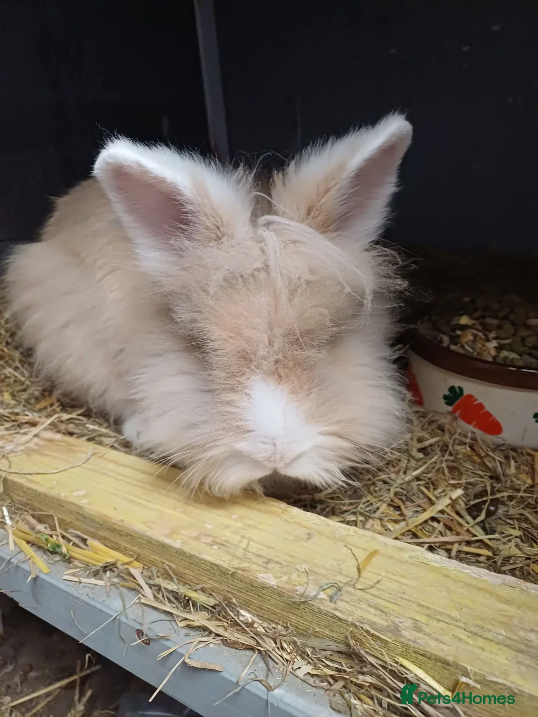 Lionhead rabbits for sale: Loinheads  - Advert 7