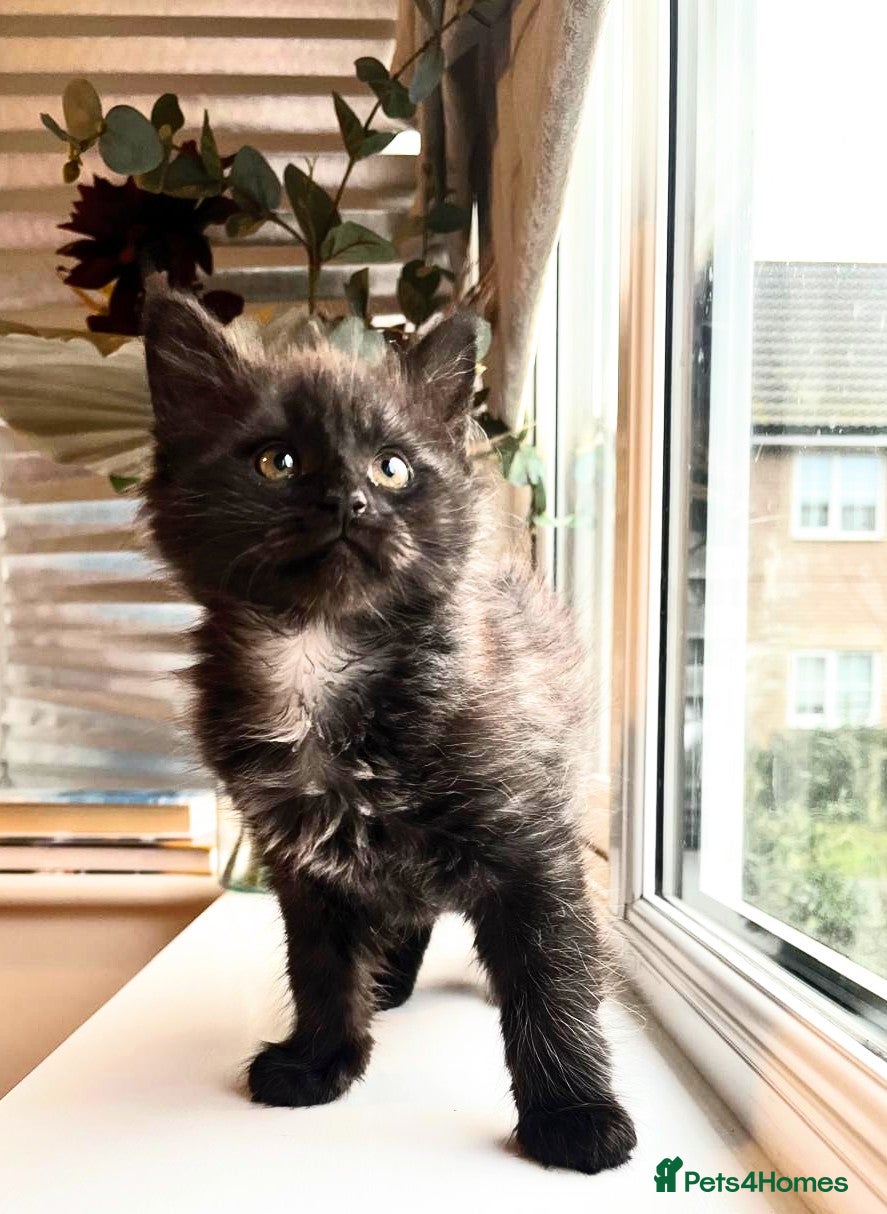 Maine Coon cats Tiny Tigers, Maine Coon Kittens for Sale - Advert 7