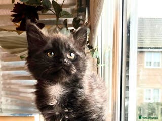 Maine Coon cats Tiny Tigers, Maine Coon Kittens for Sale - Advert 5