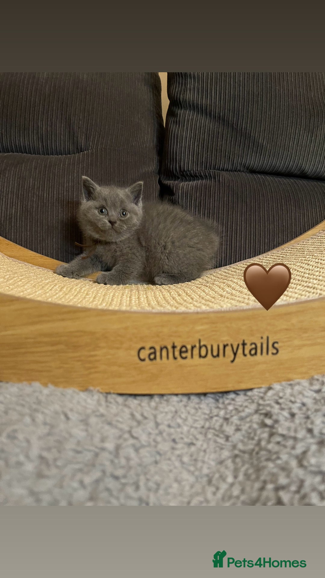 British Shorthair cats for sale: 1 Remaining Superior BSH Kittens GCCF Reg  - Advert 7