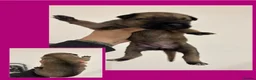 Belgian Shepherd Dog dogs for sale: Belgian Malinois pups  in Wigan - Advert 8