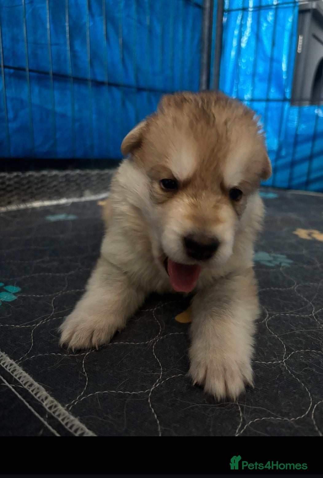 Mixed Breed dogs Pups  mum gsdx Alaskan malamute Dad is full gsd  - Advert 7