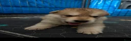 Mixed Breed dogs for sale: Pups  mum gsdx Alaskan malamute Dad is full gsd  - Advert 22