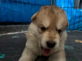 Mixed Breed dogs Pups mum gsdx Alaskan malamute Dad is full gsd - Advert 7