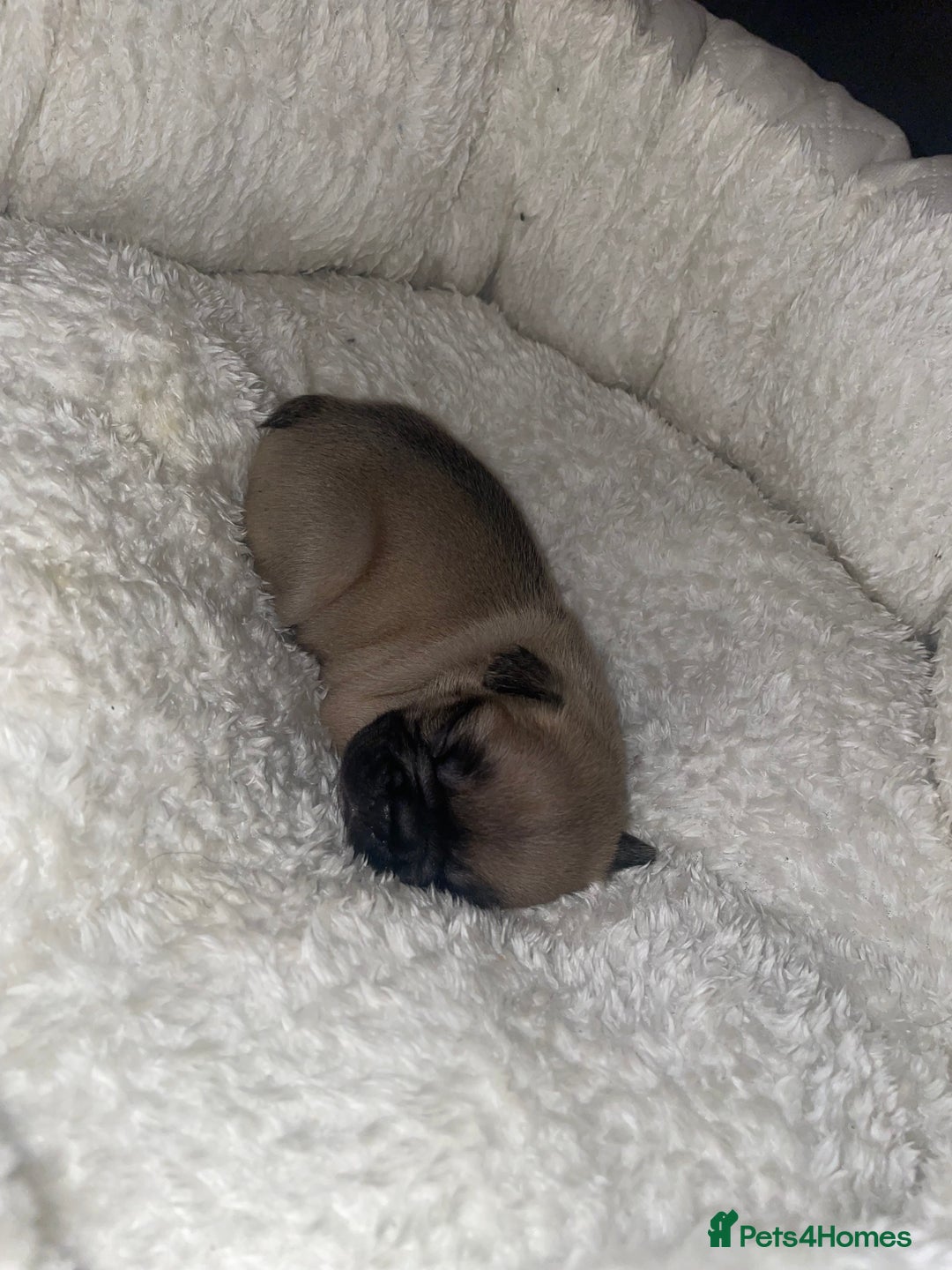 French Bulldog dogs for sale: French Bulldog Puppies - Advert 14