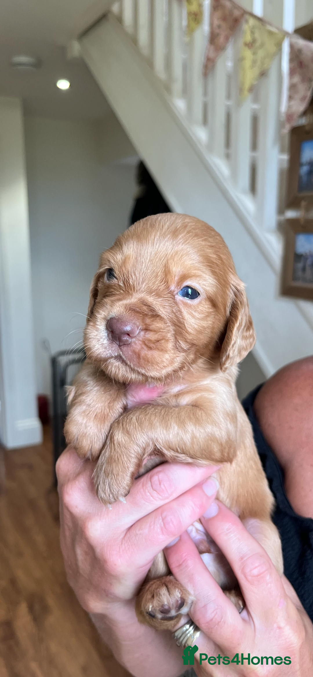 Cocker Spaniel dogs for sale: Gorgeous Cocker puppies  - Image 2