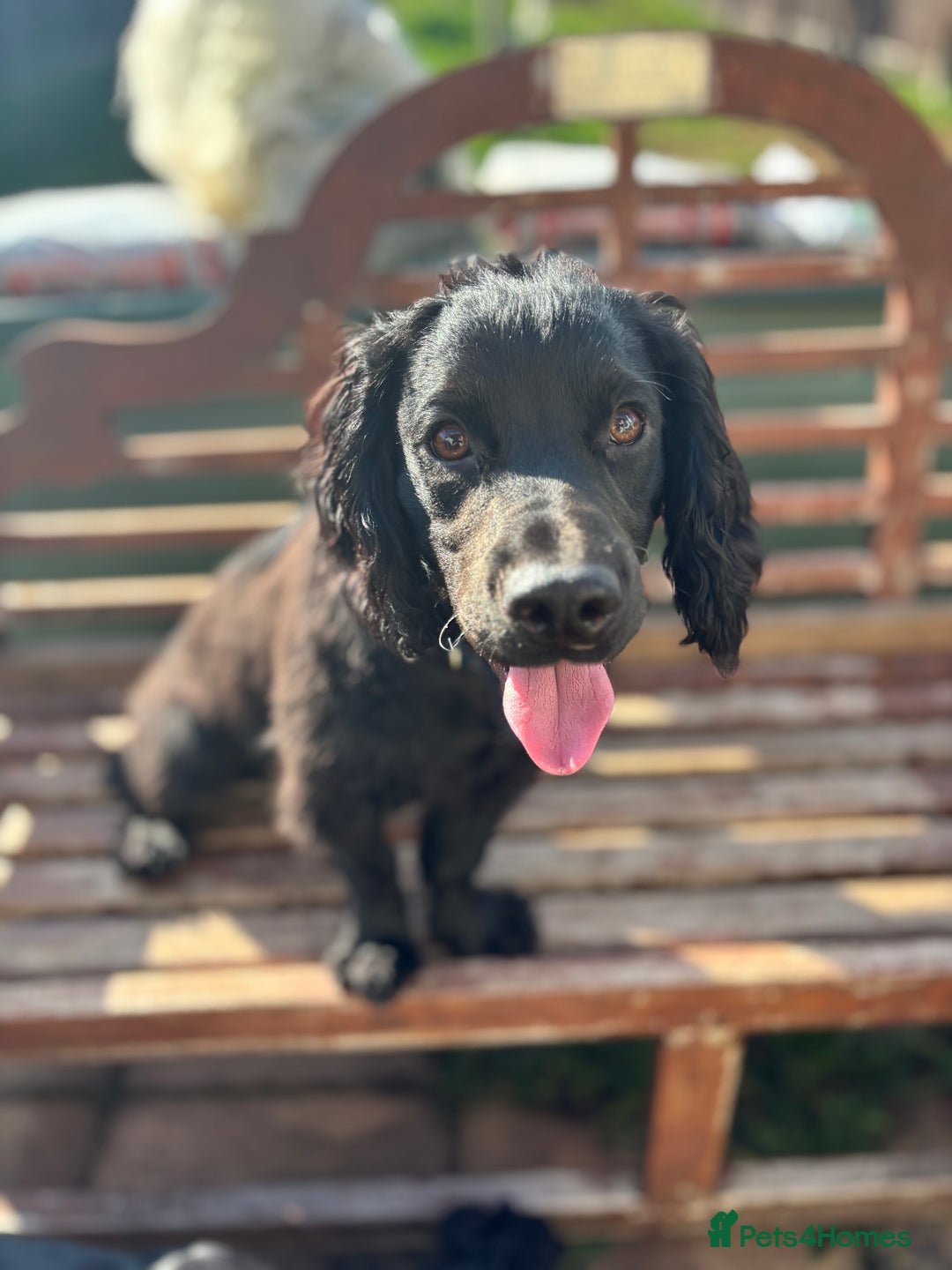 Cocker Spaniel dogs for sale: Super strong Kc registered working cocker spaniel  - Image 3