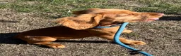 Cocker Spaniel dogs for sale: Working cocker spaniel, - Advert 4