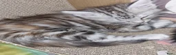 Maine Coon cats for sale: Beautiful GCCF maine coon kittens  - Advert 5
