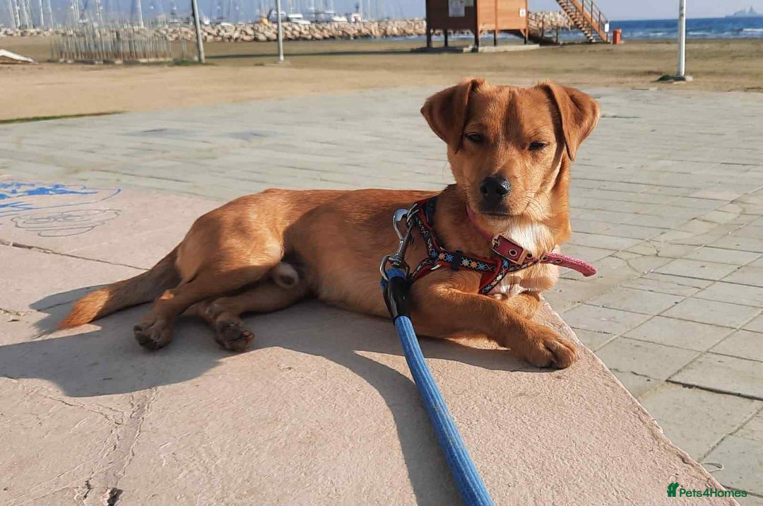 Mixed Breed dogs for adoption: Jeffrey Still smiling.Still waiting for his people - Advert 8
