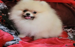 Pomeranian dogs for sale: XXS🐶KC REG🐾Pomeranian Puppies for sale🐶 in Brentwood - Image 12
