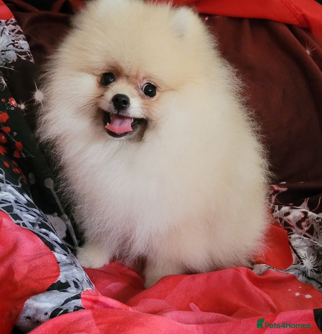 Pomeranian dogs for sale: XXS🐶KC REG🐾Pomeranian Puppies for sale🐶 in Brentwood - Image 12