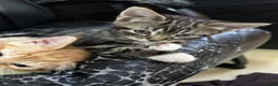 Domestic Shorthair cats for sale: cute Kittens Looking for Their Forever Homes 🐾 - Advert 33