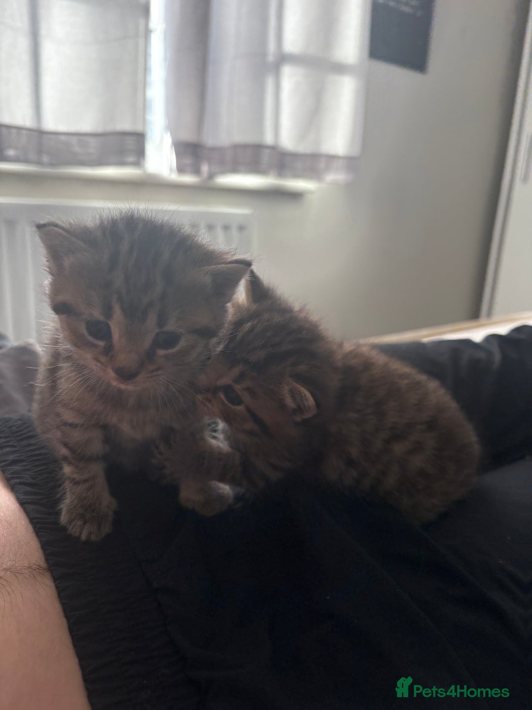 Siberian cats for sale: Beautiful British short hair x kittens  - Advert 12