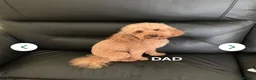 Maltipoo dogs for sale: F1b Maltipoo pups - Advert 10