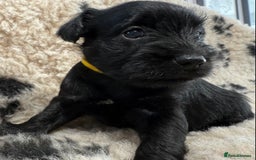 Miniature Schnauzer dogs for sale: Miniature schnauzers pups - Image 19
