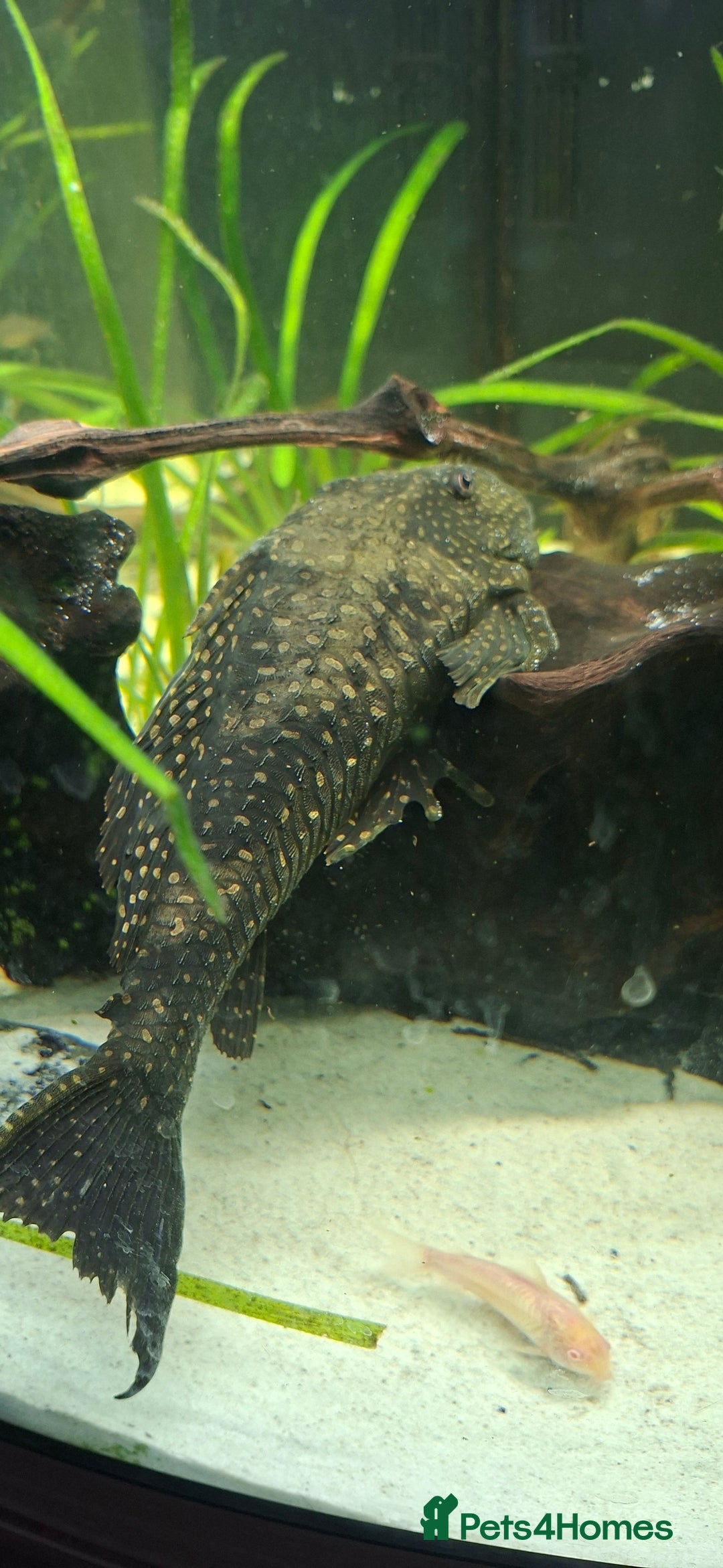 Catfish fish for sale: Catfish  - Advert 7