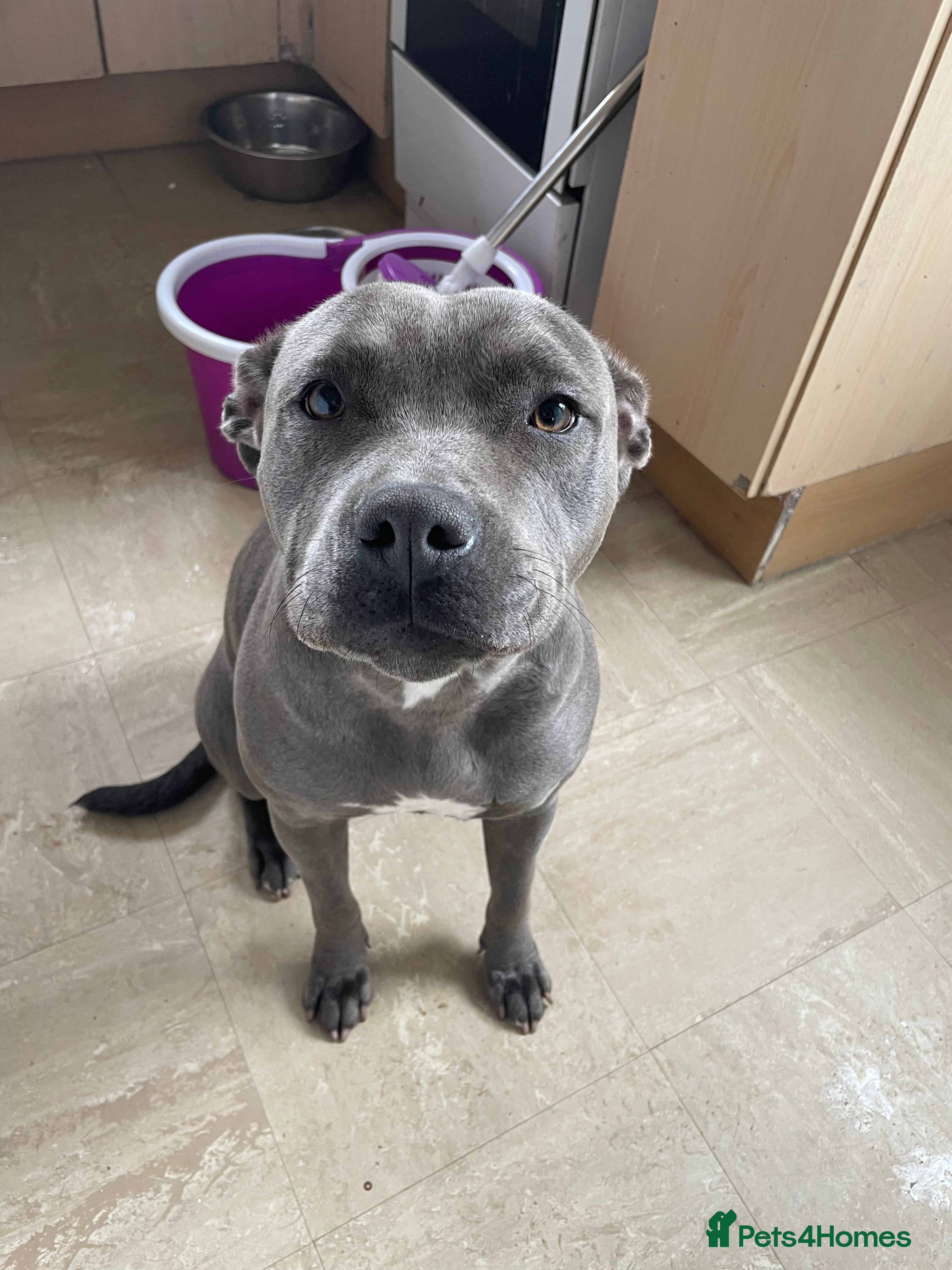 Staffordshire Bull Terrier dogs ‘Willow’ Blue Staffy for sale 11 months old - Advert 19