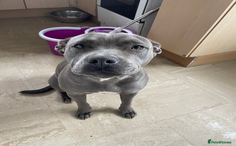 Staffordshire Bull Terrier dogs - Advert 3