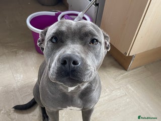 Staffordshire Bull Terrier dogs - Advert 3