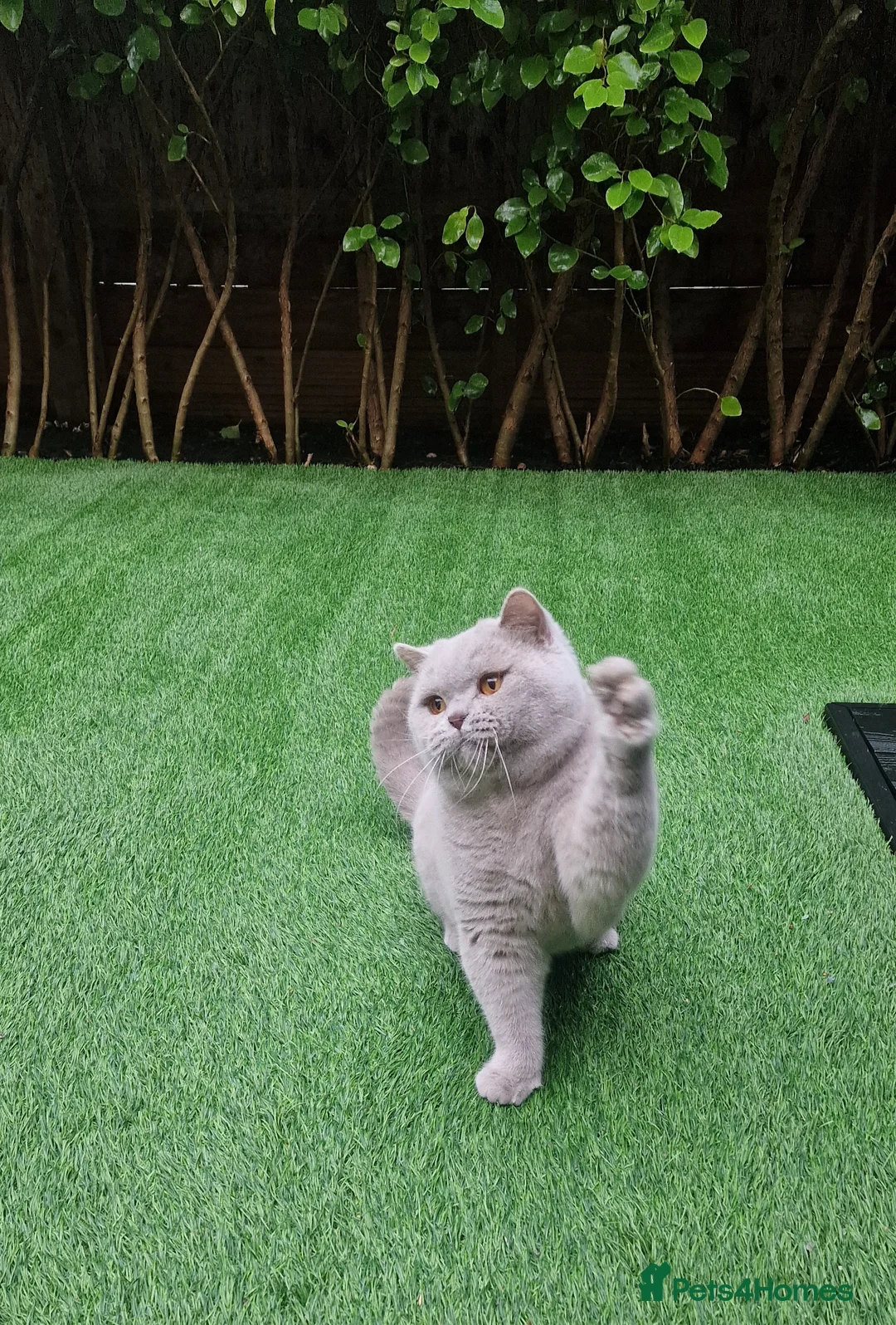 British Shorthair cats for stud: 🌟Exclusive Import ⭐World-Class Type🌟 - Advert 24