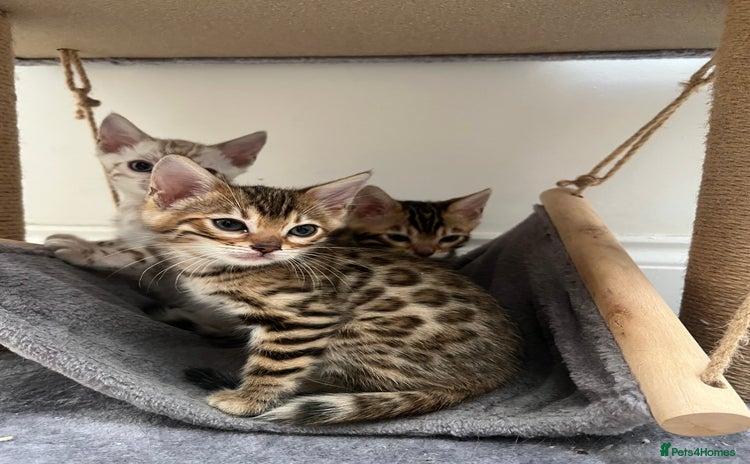Bengal cats - Advert 1