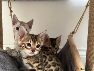 Bengal cats Pure Bengal Kittens - Advert 11