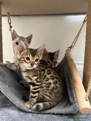 Bengal cats - Advert 1
