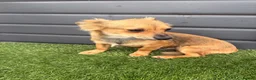 Jack Chi dogs for sale: Chijacks for sale  - Advert 2