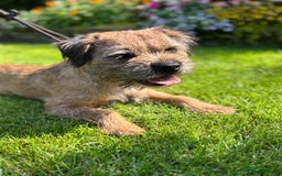 Border Terrier dogs for stud: KC SLEM Clear Border Terrier for Stud - Image 2