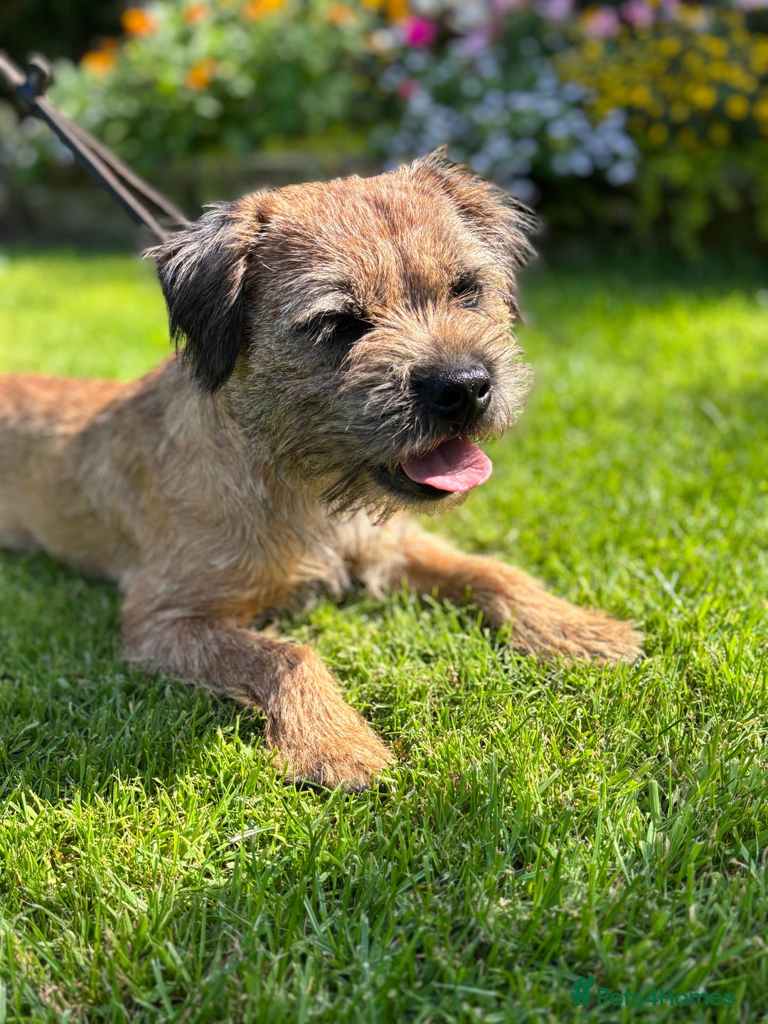 Border Terrier dogs for stud: KC SLEM Clear Border Terrier for Stud - Image 2