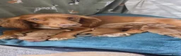 Cocker Spaniel dogs for sale: KC Registered Red Working Cocker Spaniels in Bishop Auckland - Advert 16