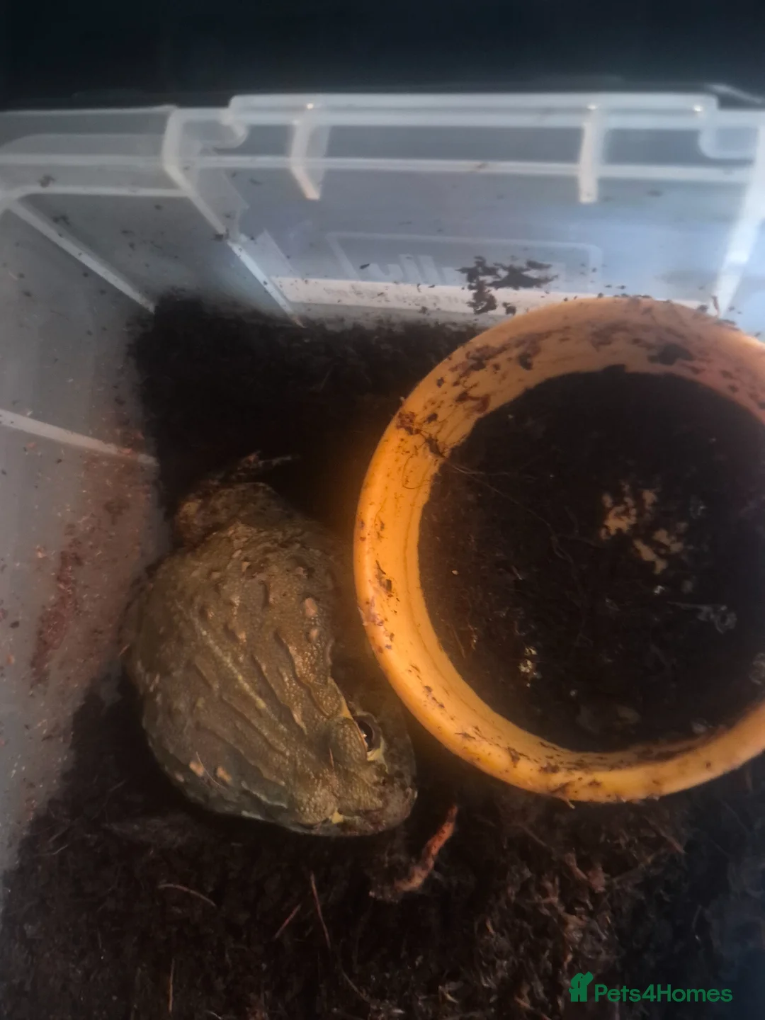 Frog reptiles for sale: African bullfrog  - Advert 2