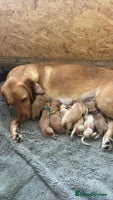 Labrador Retriever dogs - Advert 3
