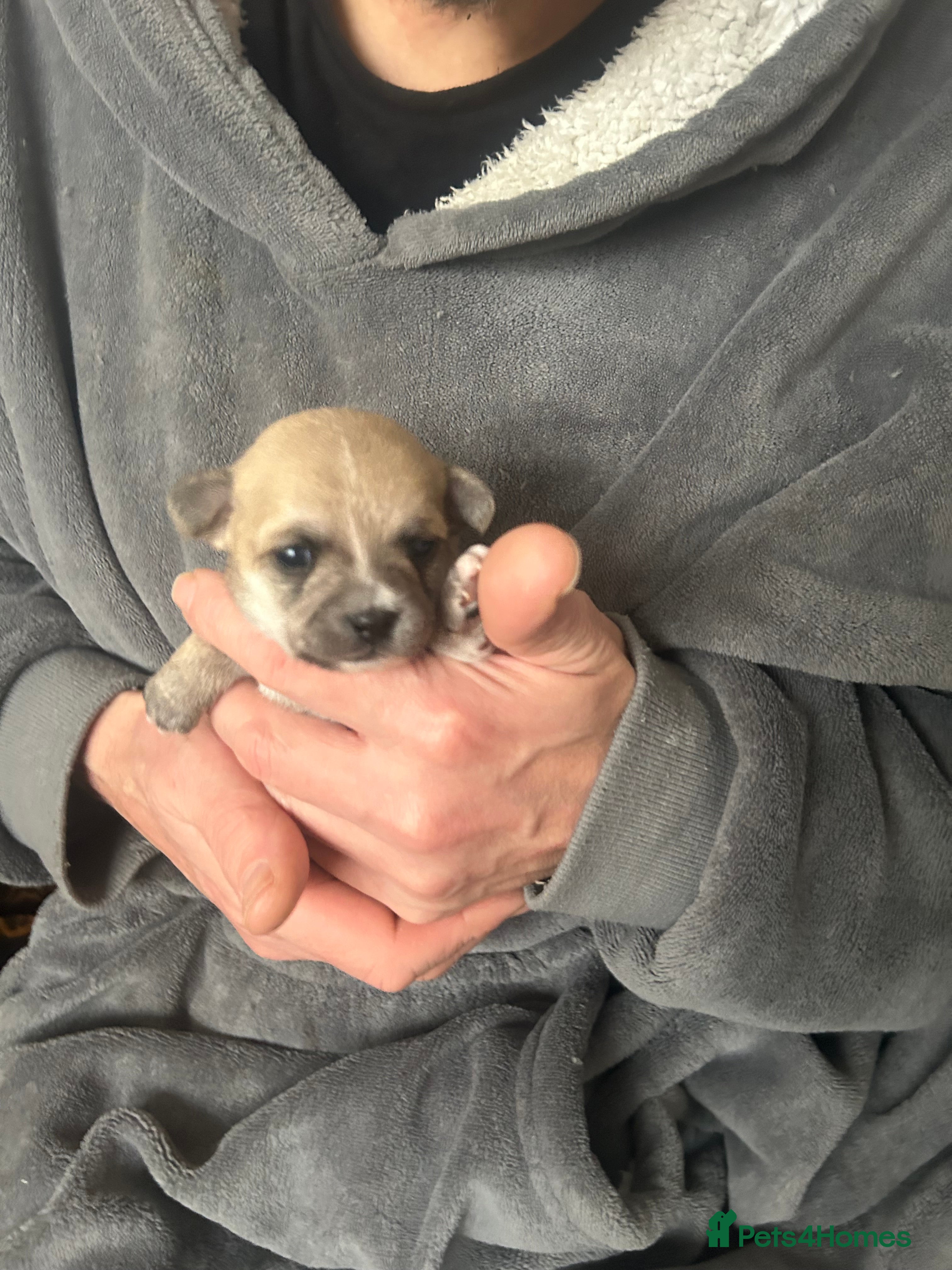 Pomchi dogs Beautiful Pomchi girls - Advert 9