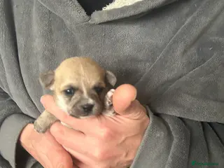 Pomchi dogs Beautiful Pomchi girls - Advert 9